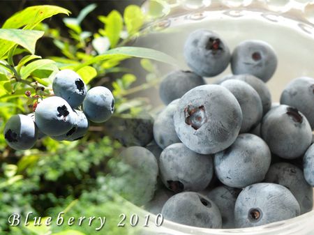 20100718_berry