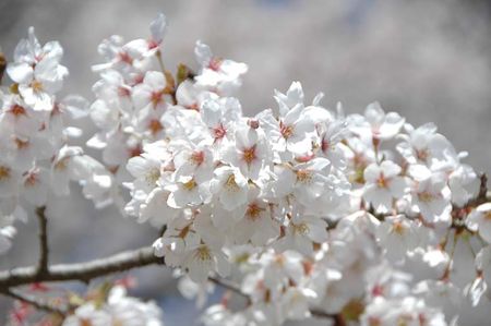 赤城の桜は今満開